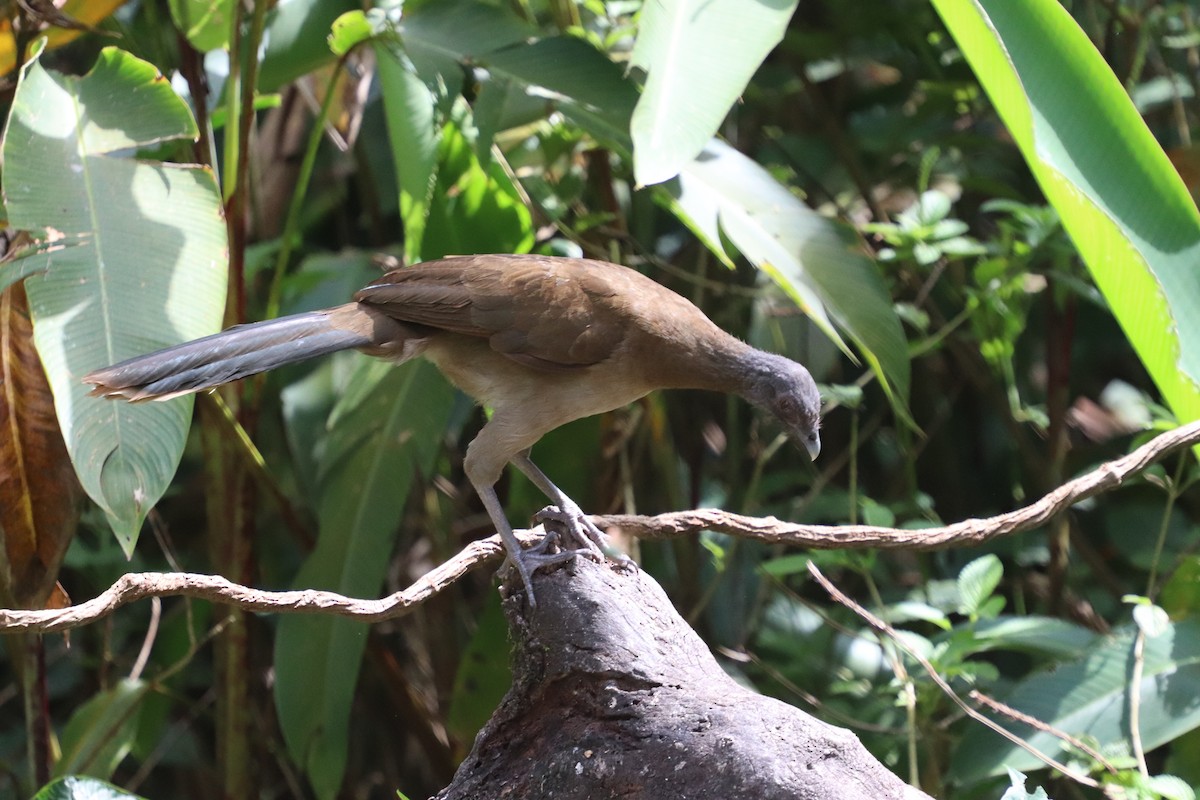 Gray-headed Chachalaca - ML640795492