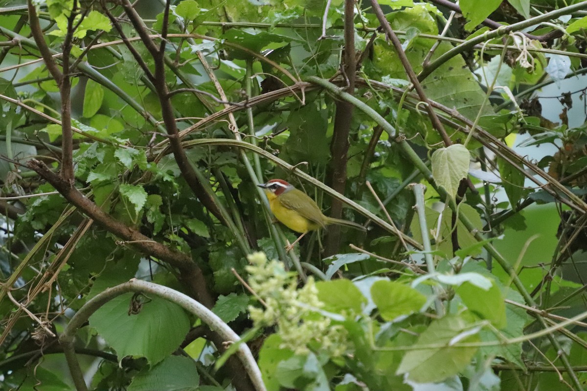 Chestnut-capped Warbler - ML640795513
