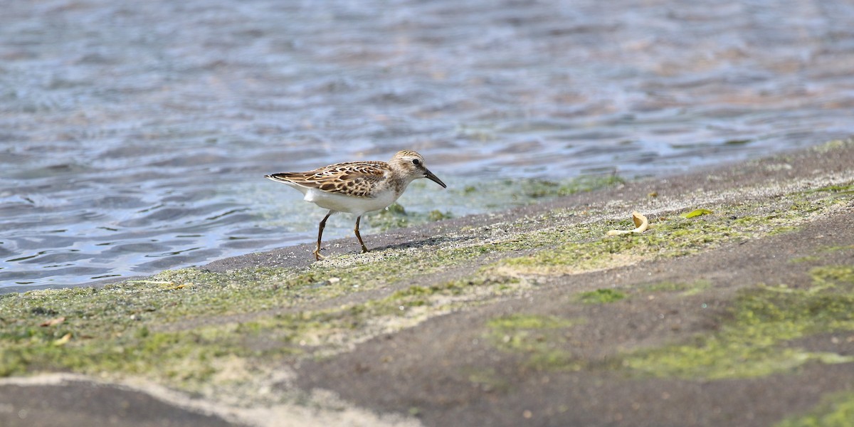 Least Sandpiper - ML640795516