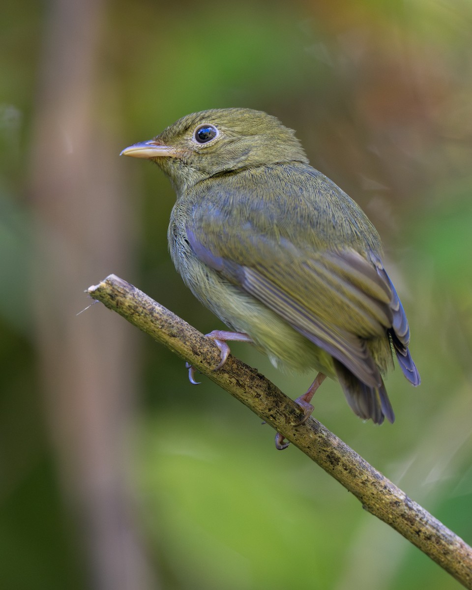 White-bearded Manakin - ML640795517