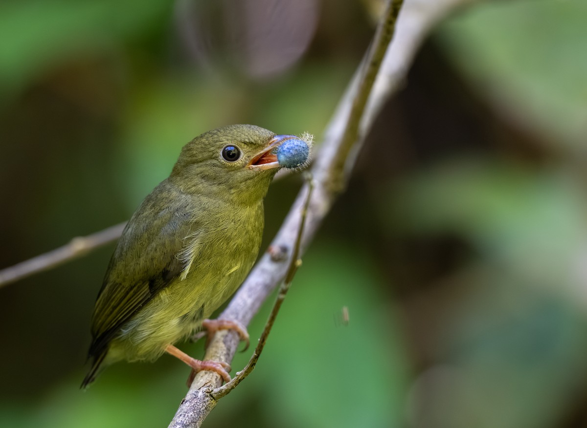 White-bearded Manakin - ML640795518