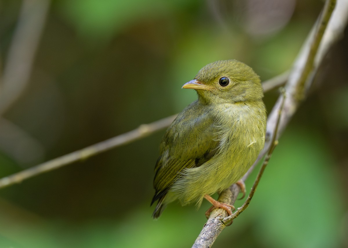 White-bearded Manakin - ML640795519