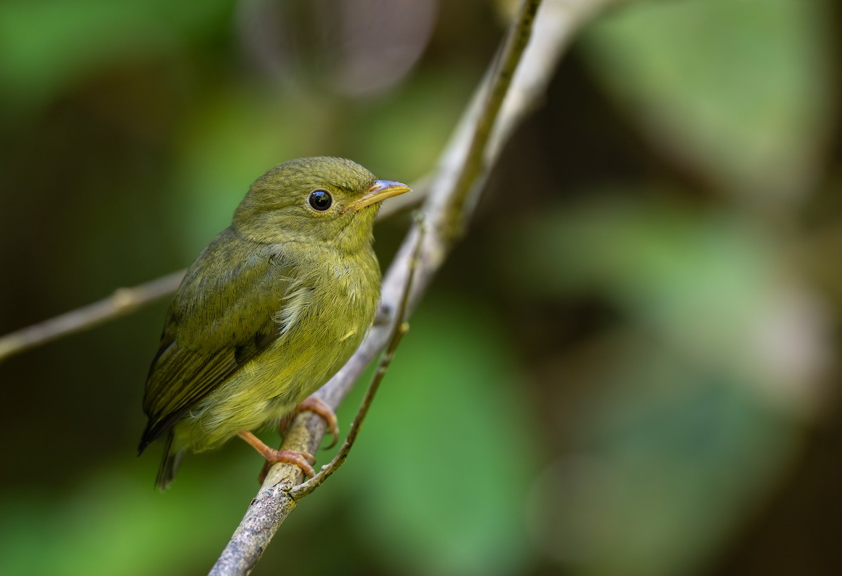 White-bearded Manakin - ML640795520