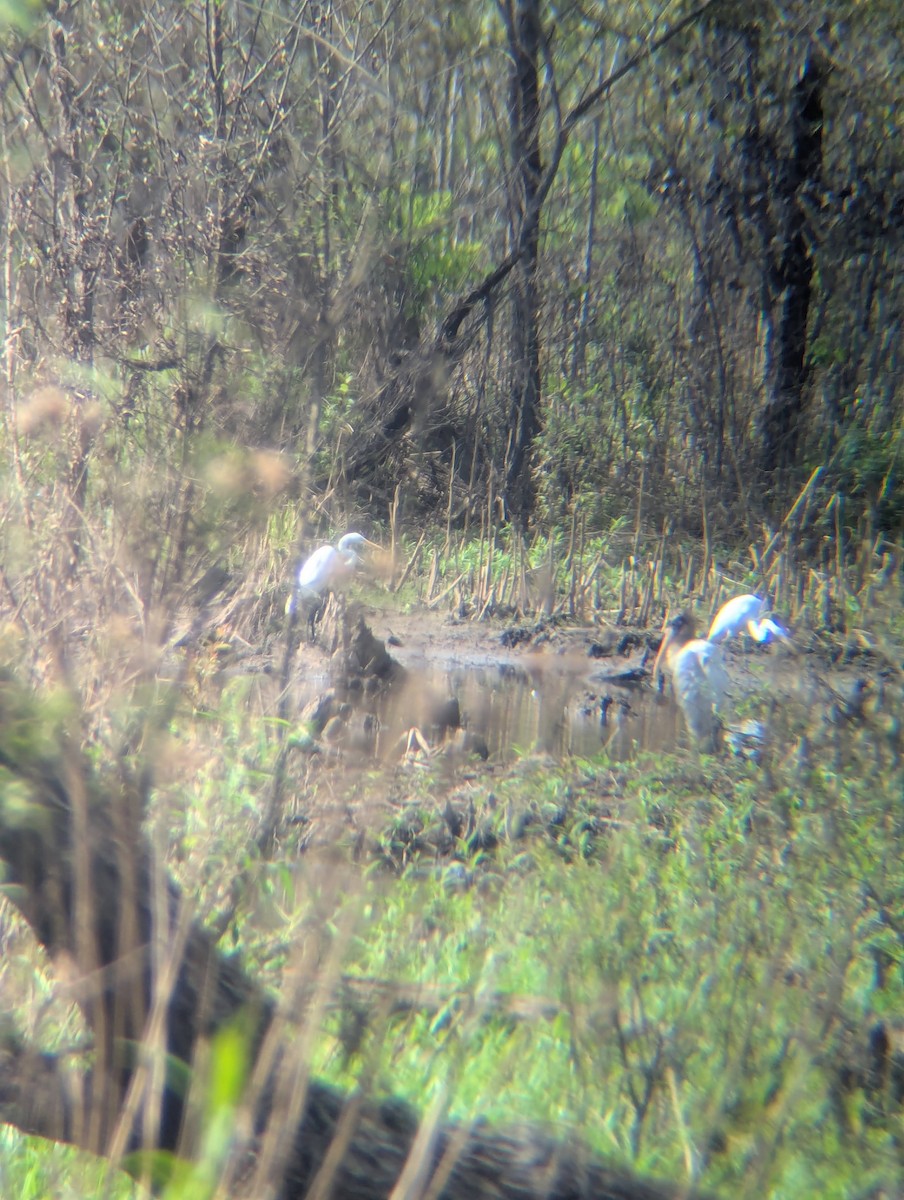 Wood Stork - ML640795525