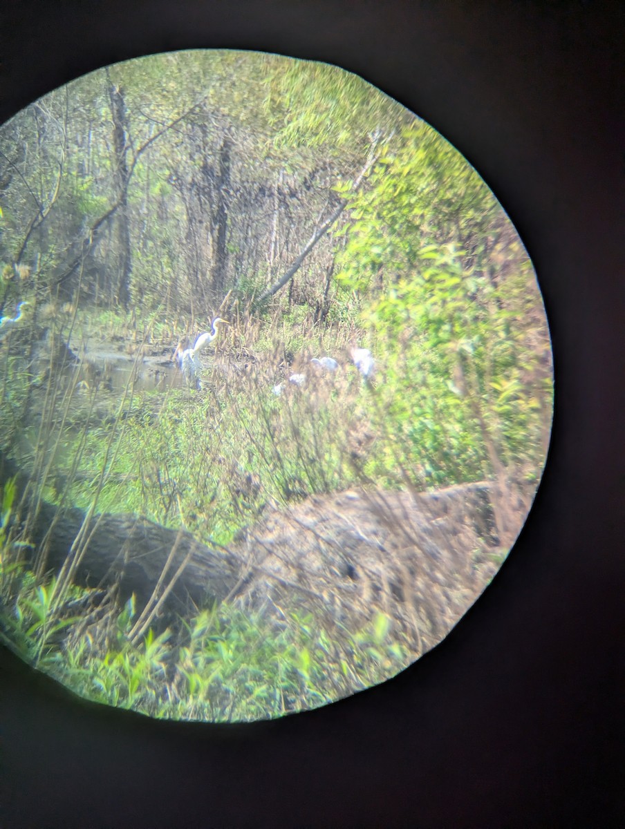 Wood Stork - ML640795527