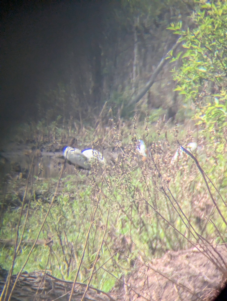 Wood Stork - ML640795528