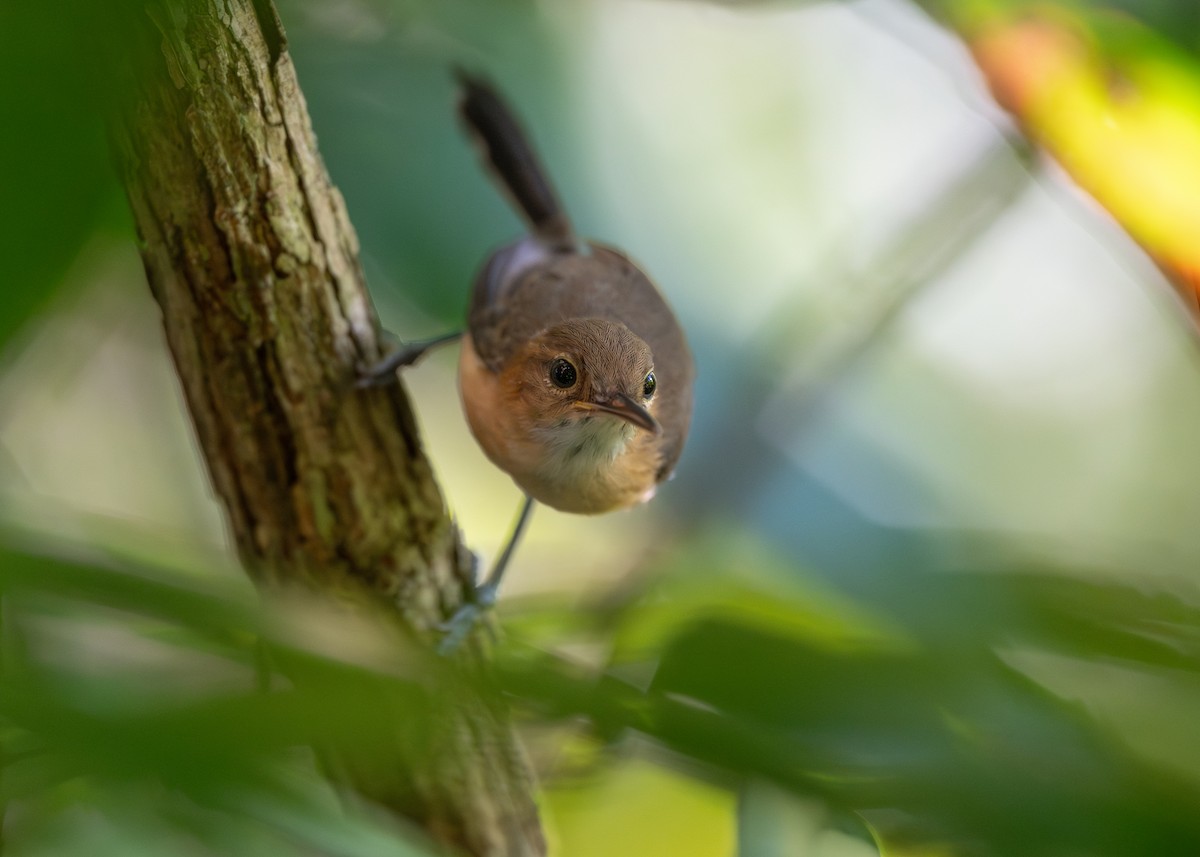 Long-billed Gnatwren (rufiventris Group) - ML640795542