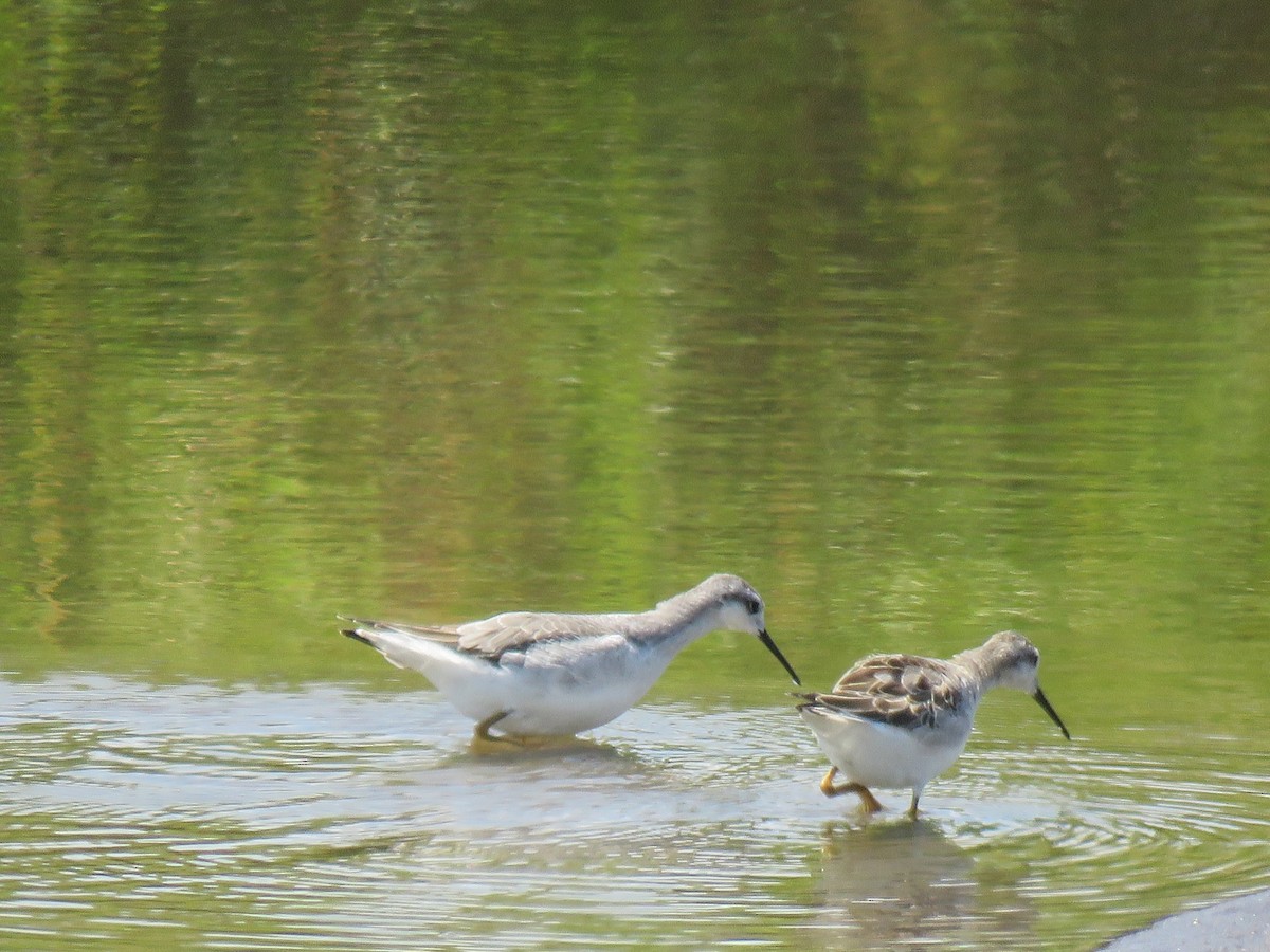 Wilson's Phalarope - ML640795570