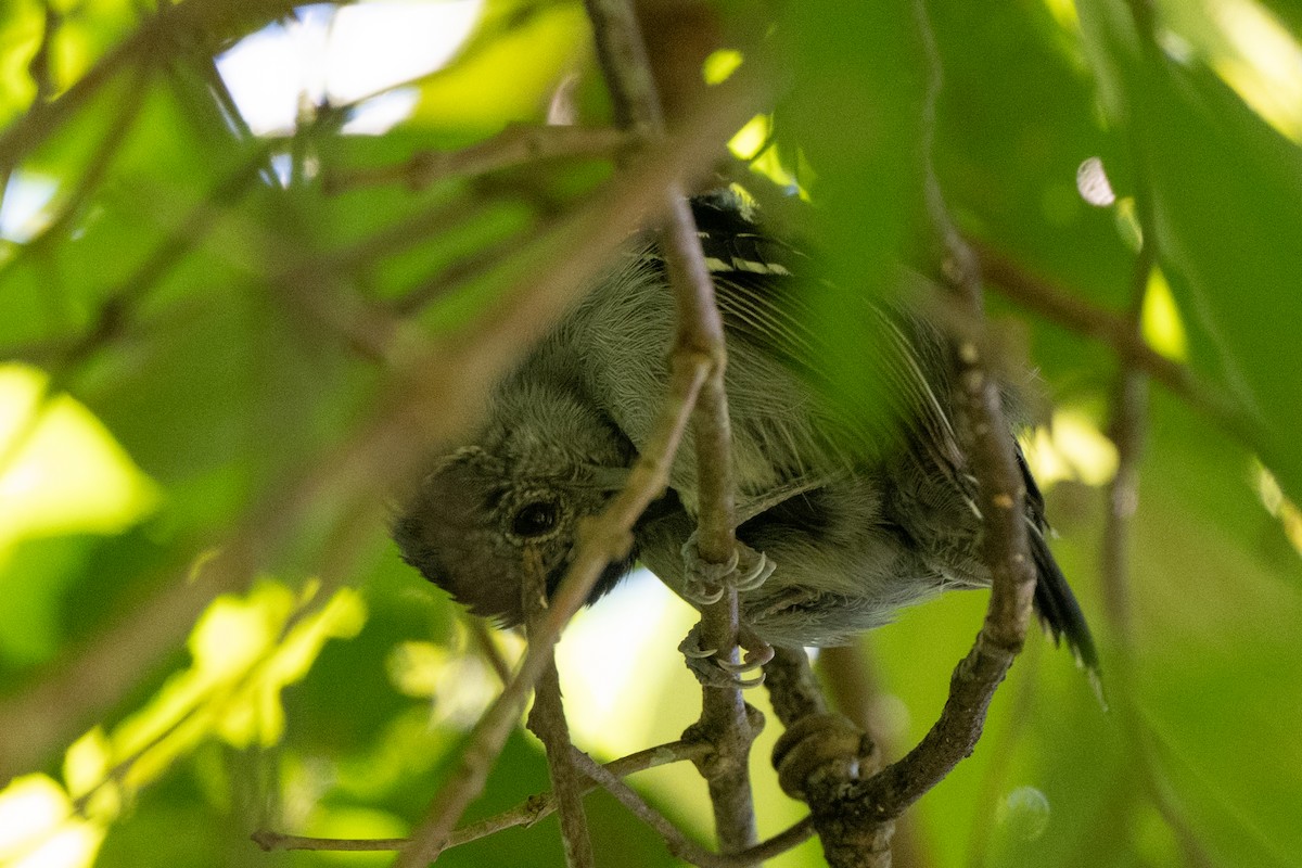 Black-crowned Antshrike - ML640795571