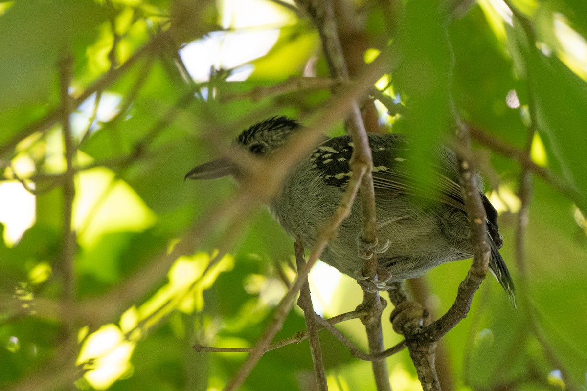 Black-crowned Antshrike - ML640795572