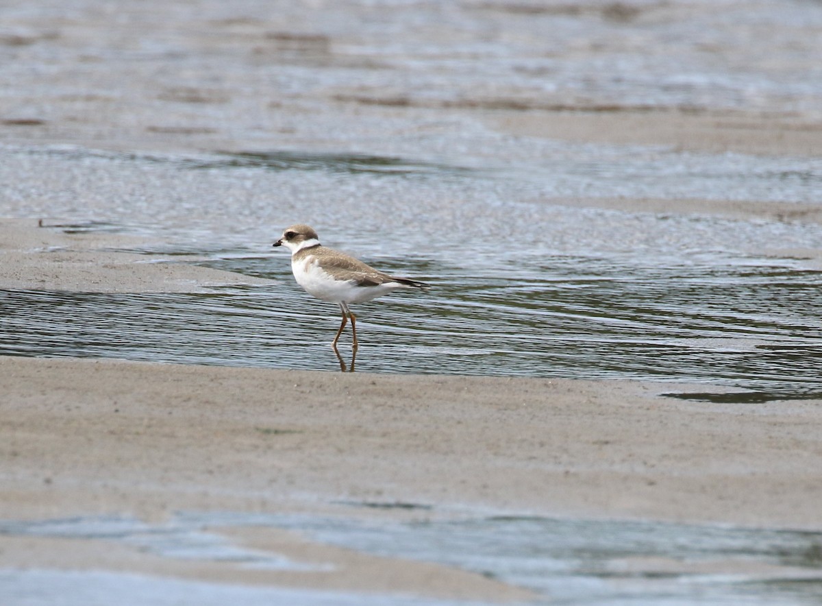 Semipalmated Plover - ML640795577