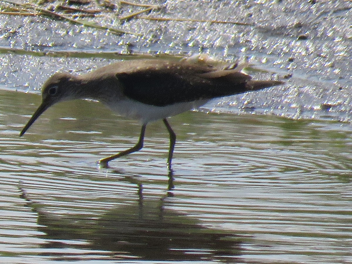 Solitary Sandpiper - ML640795587