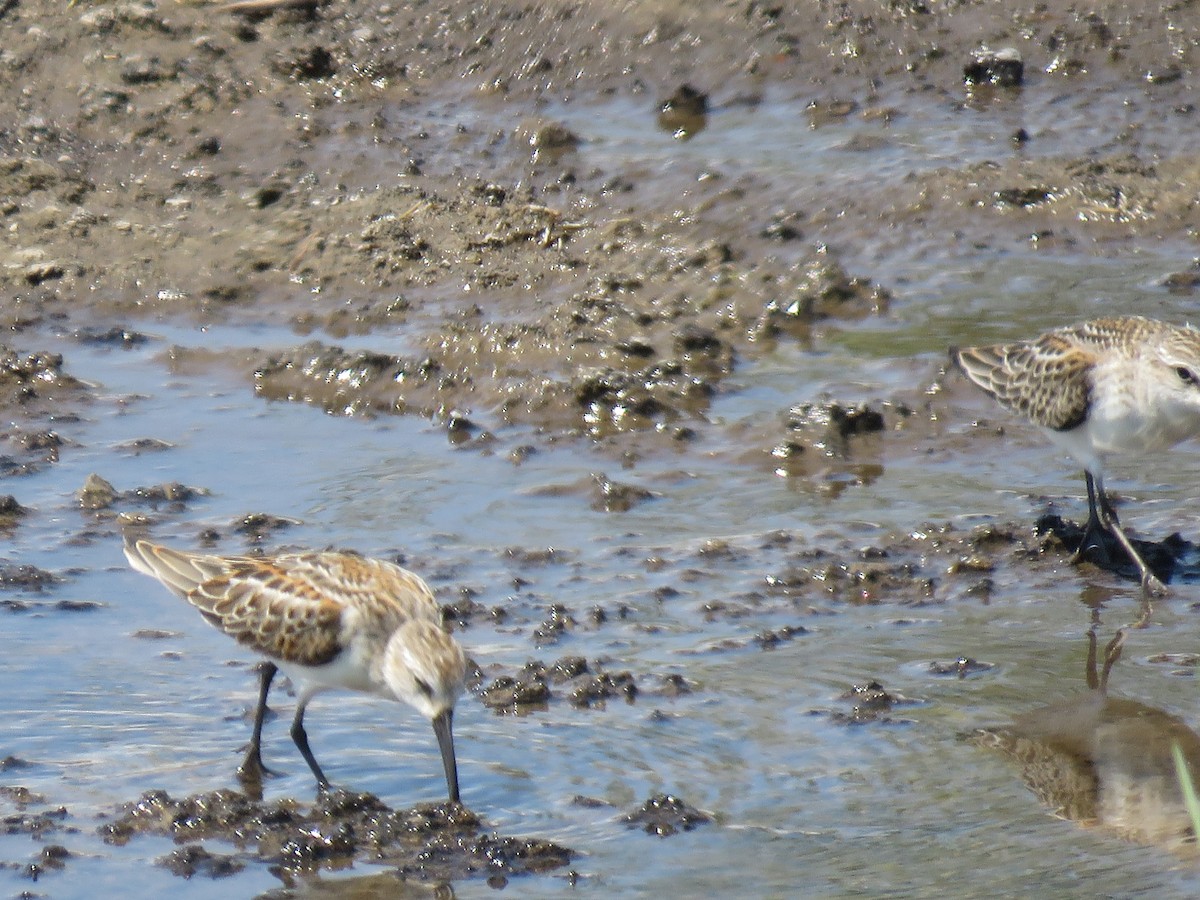 Western Sandpiper - ML640795611