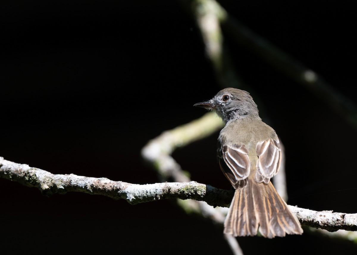 Venezuelan Flycatcher - ML640795615