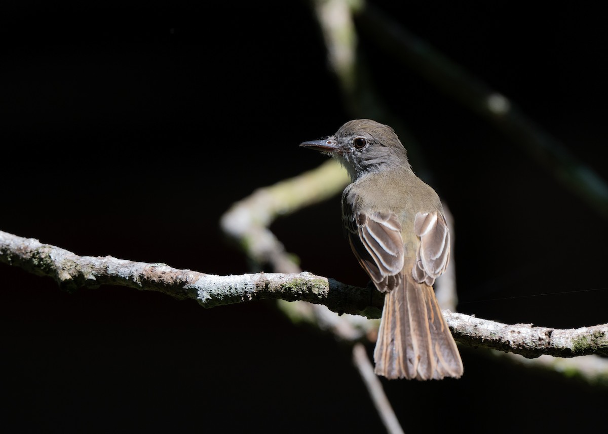 Venezuelan Flycatcher - ML640795616