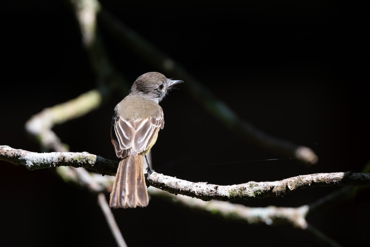 Venezuelan Flycatcher - ML640795618