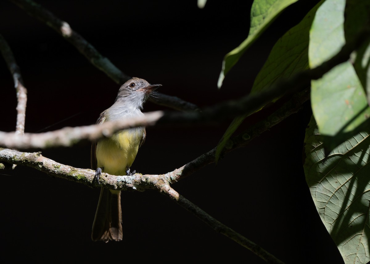 Venezuelan Flycatcher - ML640795619