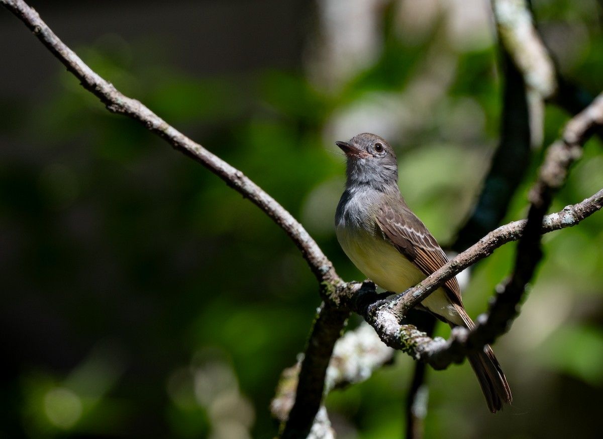 Venezuelan Flycatcher - ML640795620