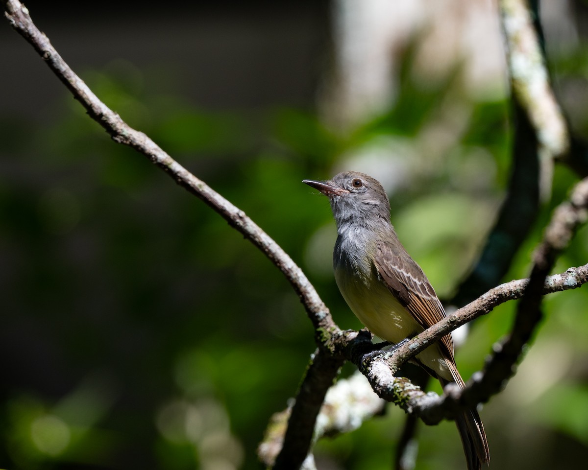 Venezuelan Flycatcher - ML640795621
