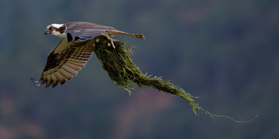 Águila Pescadora - ML640795630