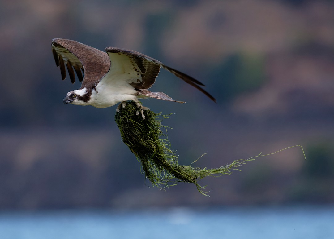 Águila Pescadora - ML640795631