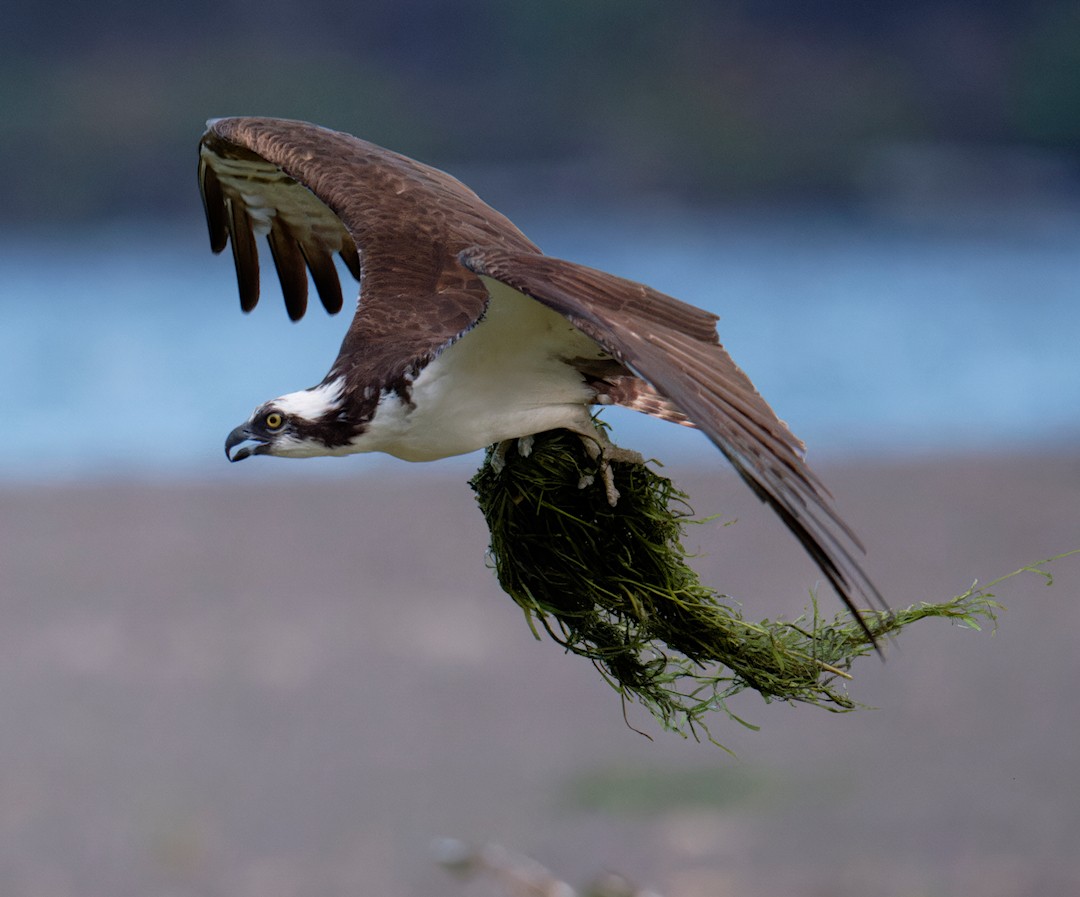Águila Pescadora - ML640795632