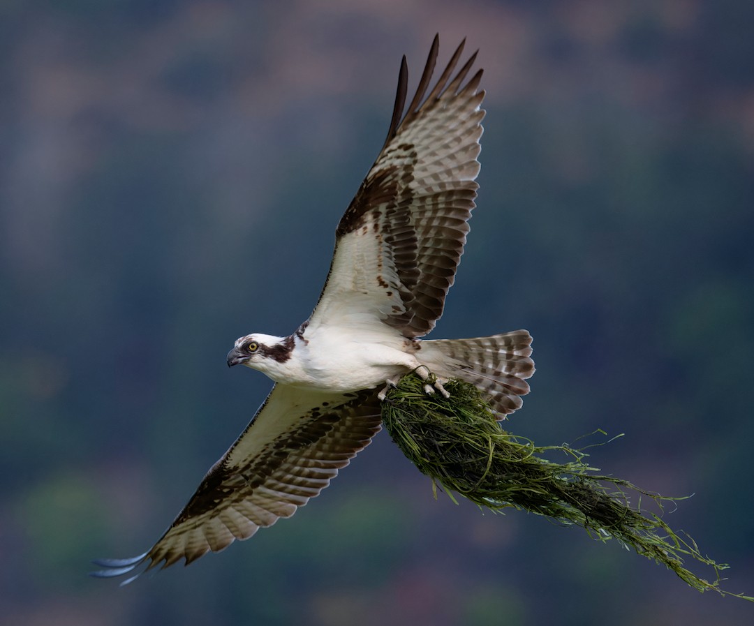 Águila Pescadora - ML640795633