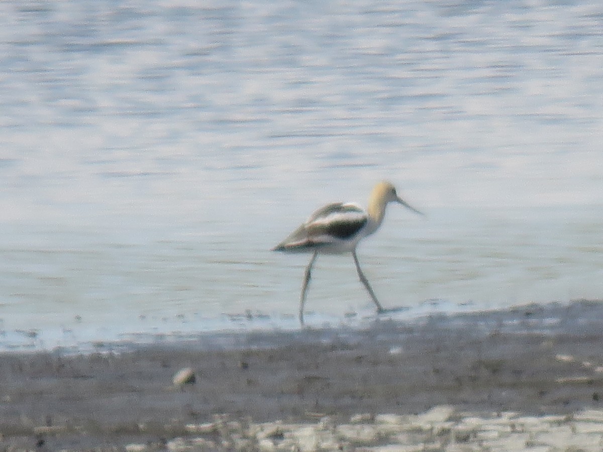 American Avocet - ML640795658