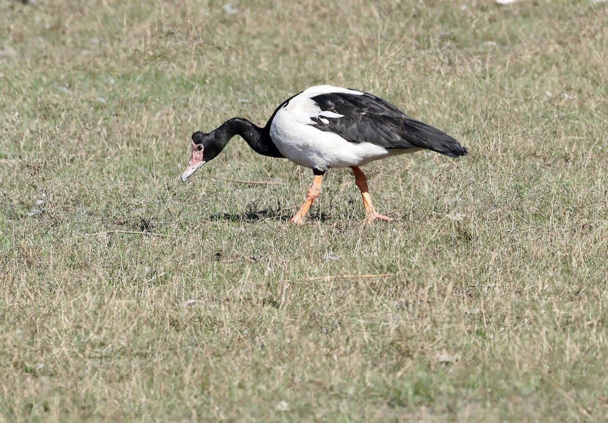 Magpie Goose - ML640795665