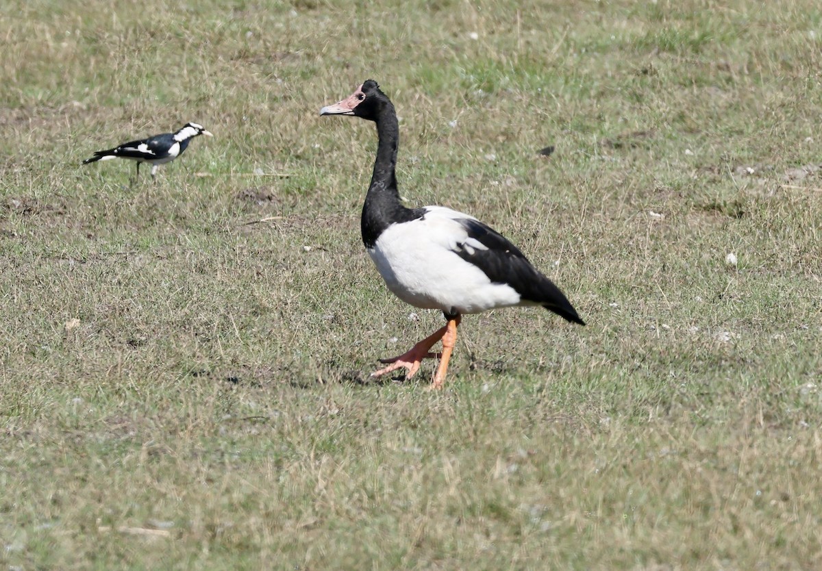 Magpie Goose - ML640795666