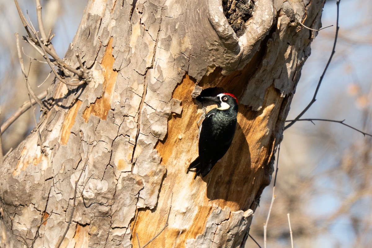 Acorn Woodpecker - ML640795667