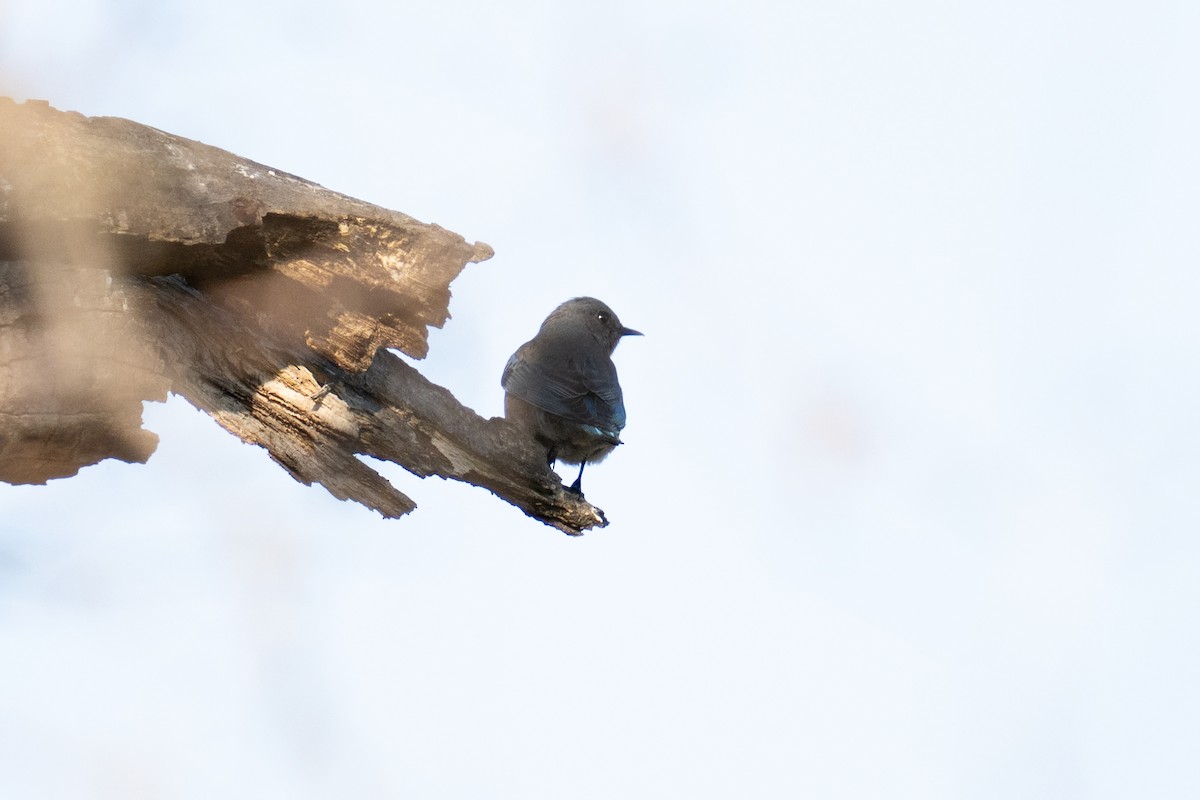 Western Bluebird - ML640795672