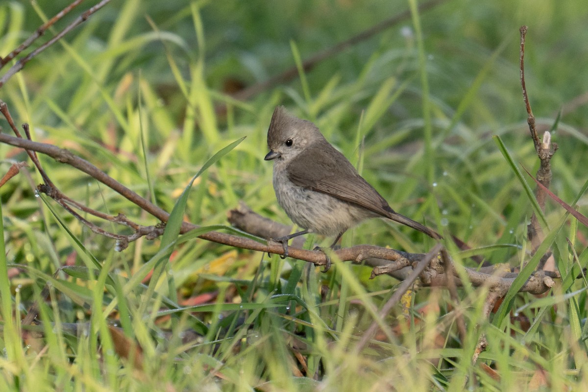 Oak Titmouse - ML640795678