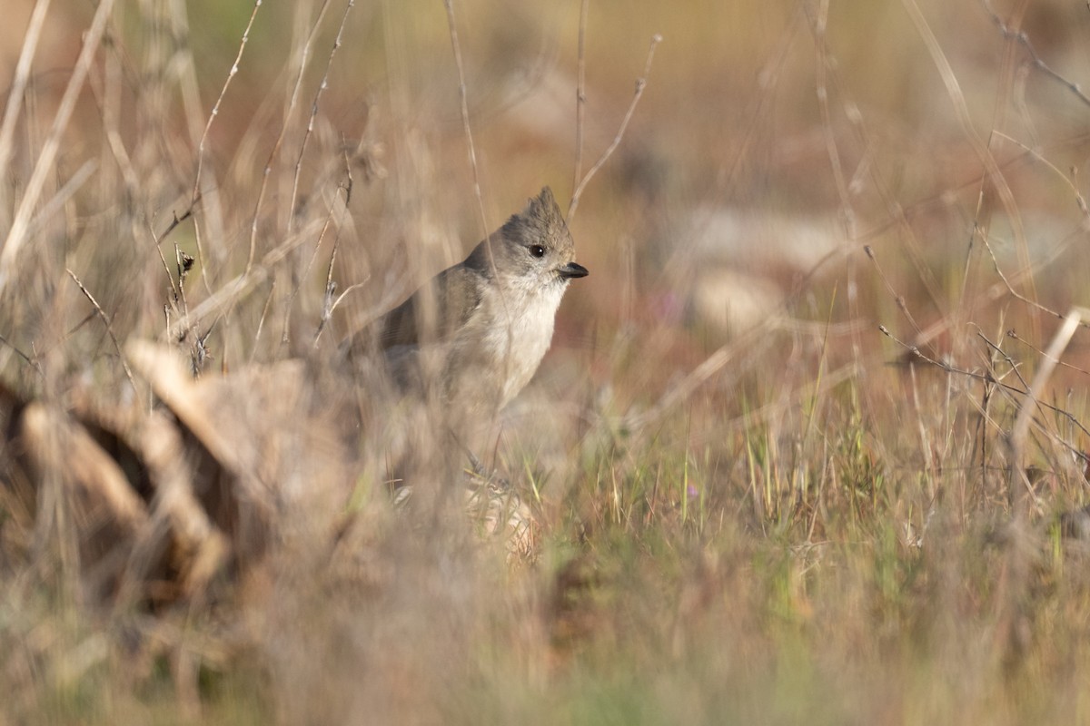 Oak Titmouse - ML640795679