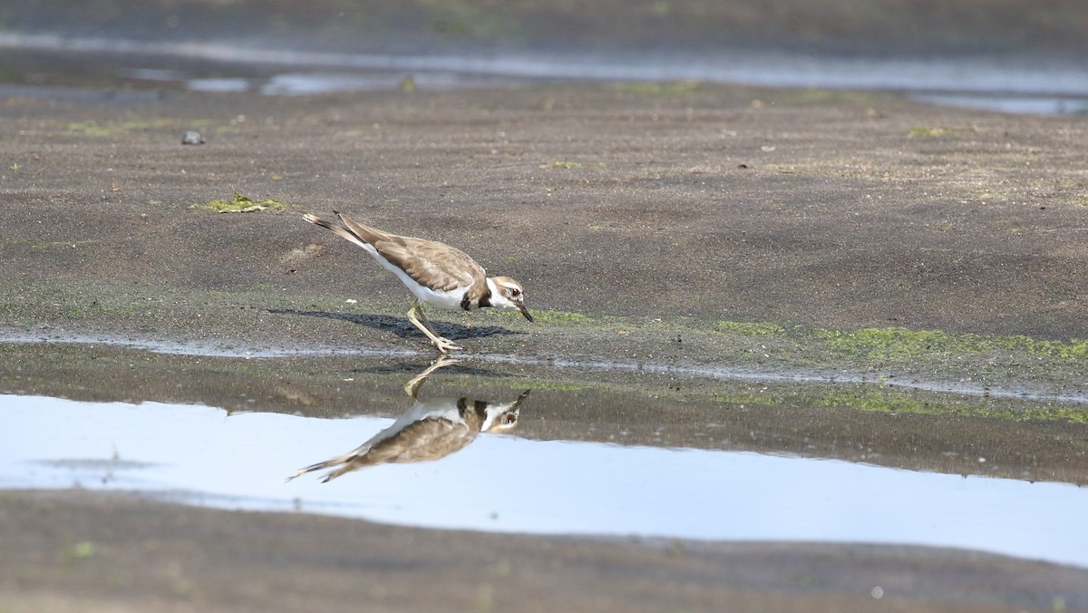 Killdeer - ML640795680