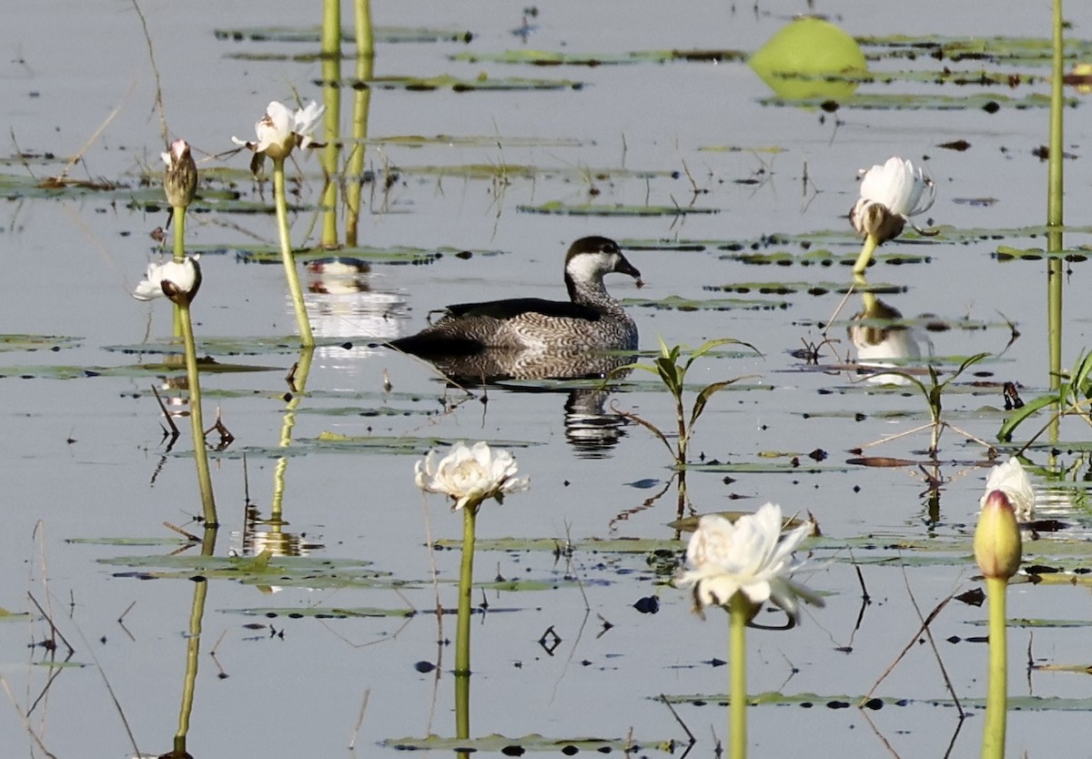 Green Pygmy-Goose - ML640795685