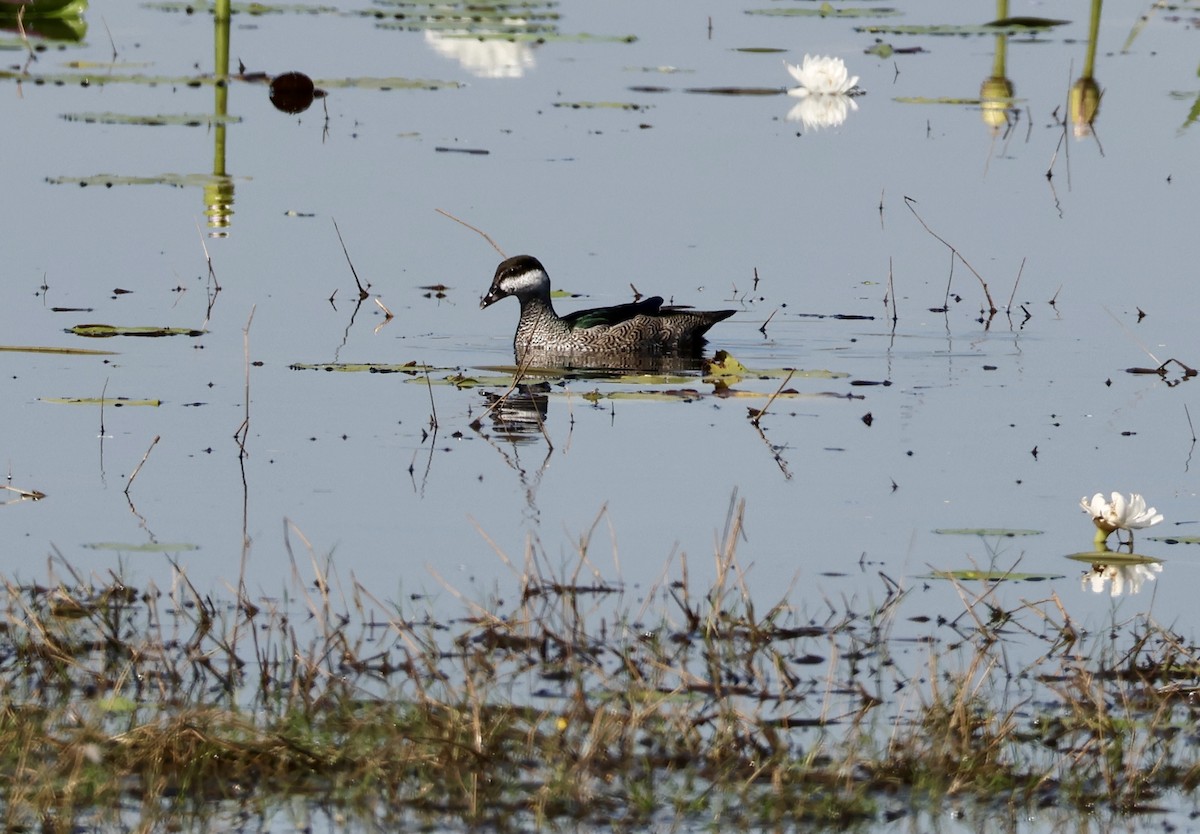 Green Pygmy-Goose - ML640795686