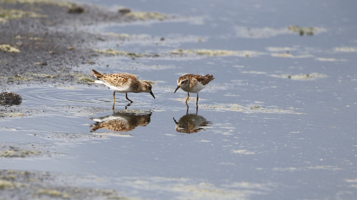 Least Sandpiper - ML640795695