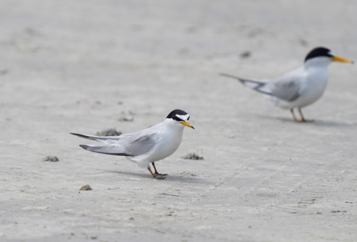 Least Tern - ML640795696