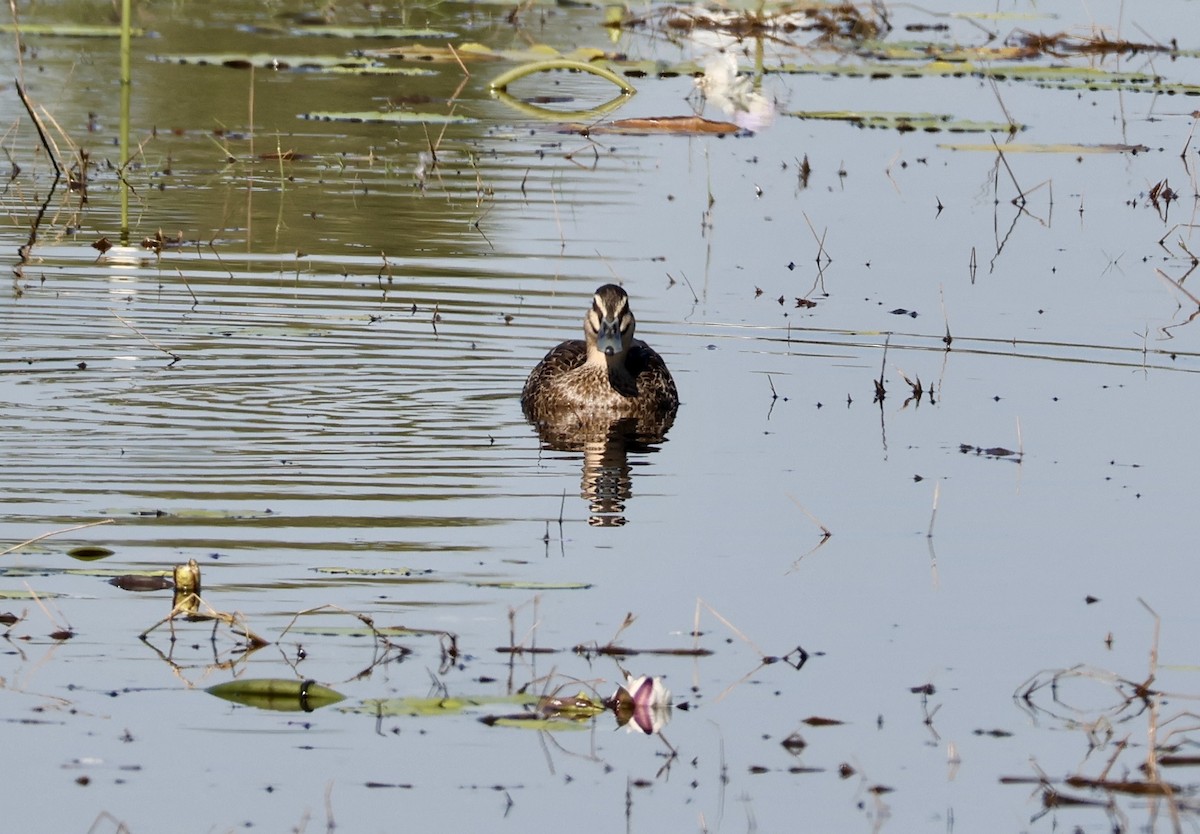 Pacific Black Duck - ML640795698
