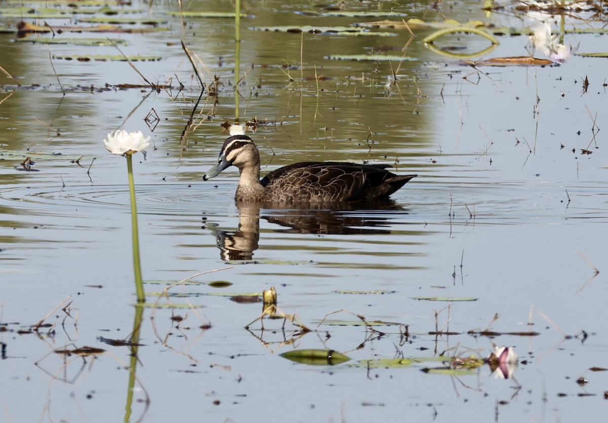 Pacific Black Duck - ML640795699