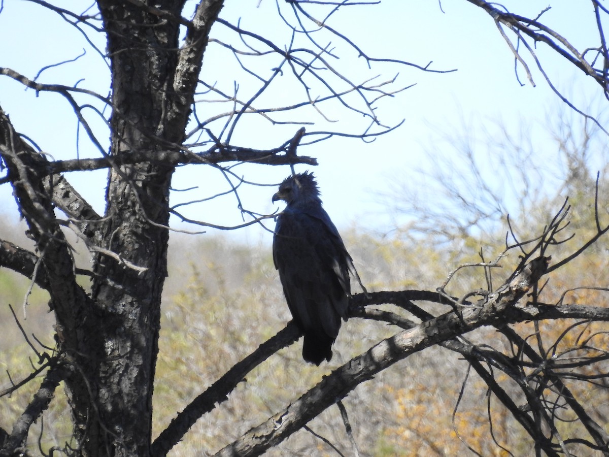 Chaco Eagle - ML640795702