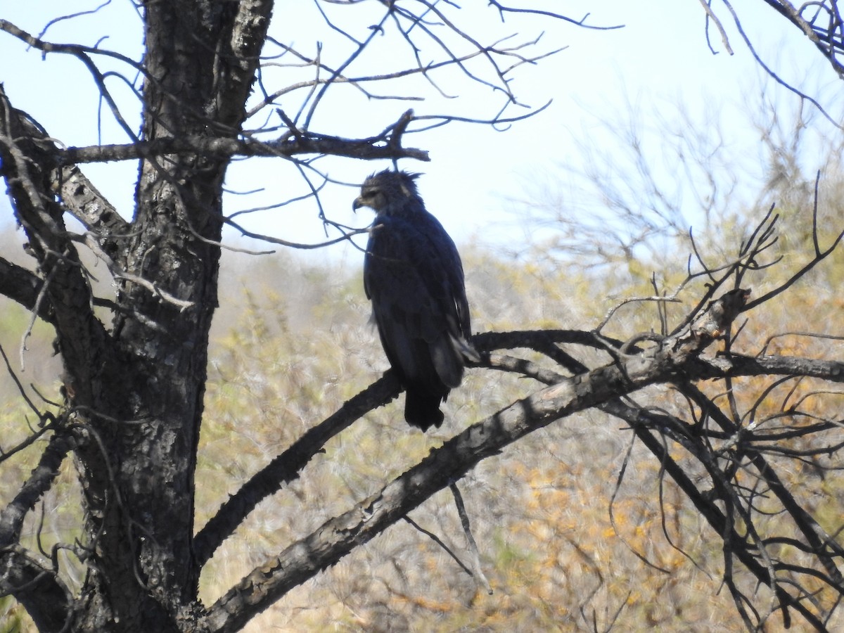 Chaco Eagle - ML640795703