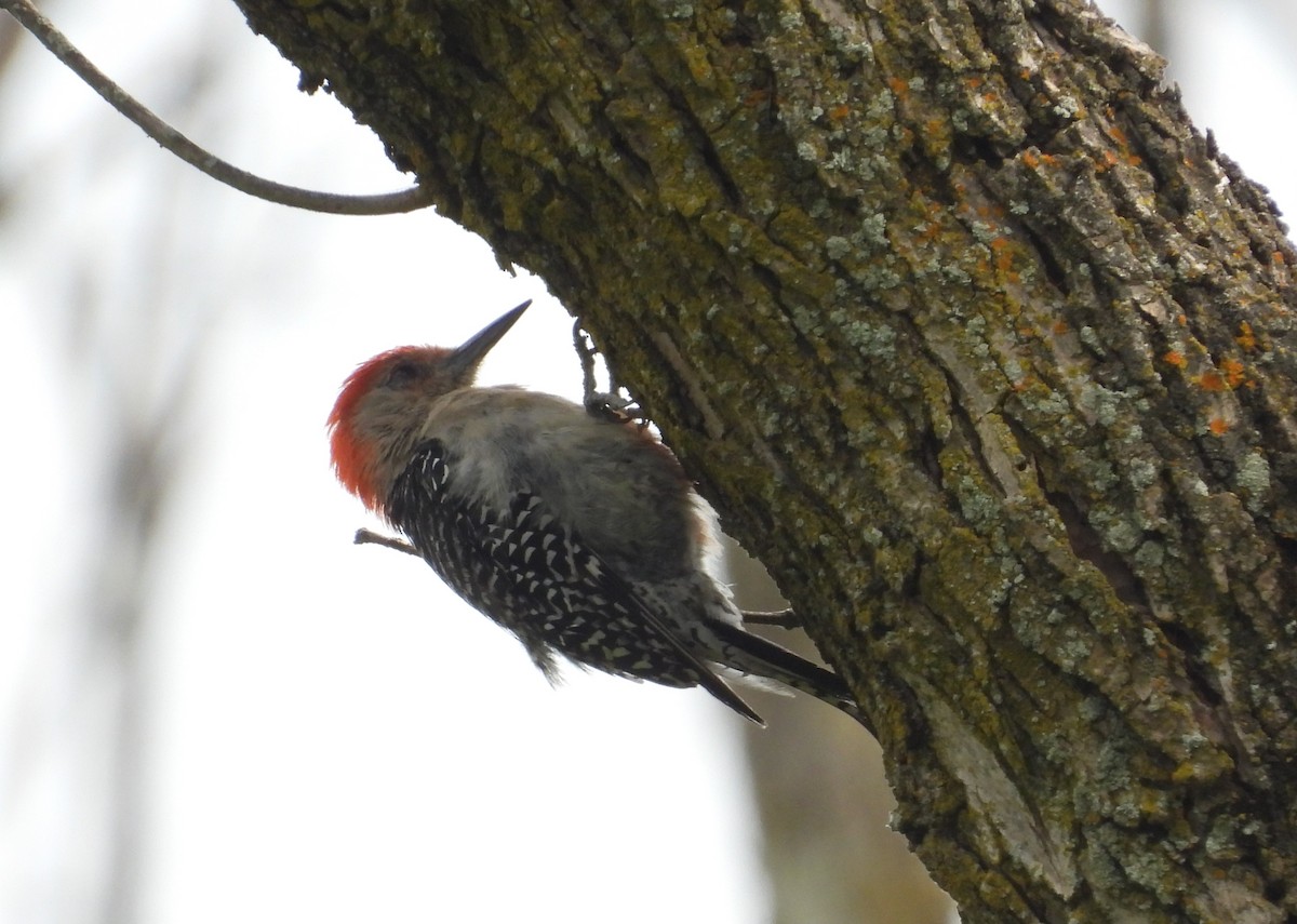 Red-bellied Woodpecker - ML640795706