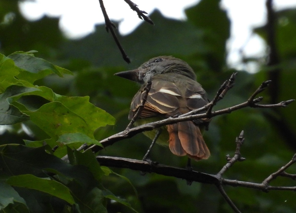 Great Crested Flycatcher - ML640795711