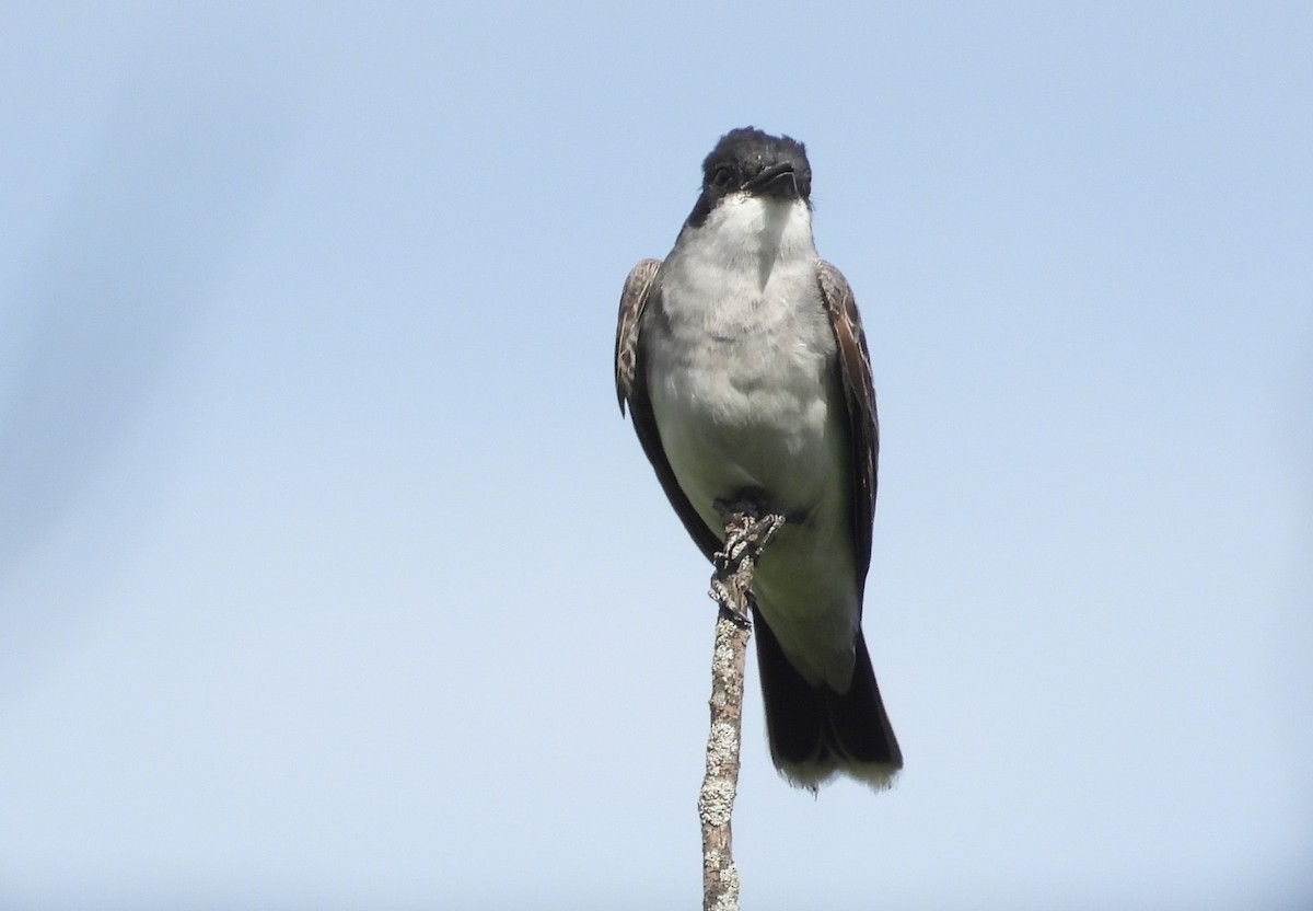 Eastern Kingbird - ML640795713