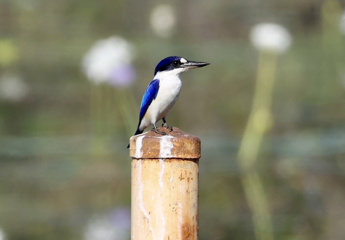 Forest Kingfisher - ML640795718