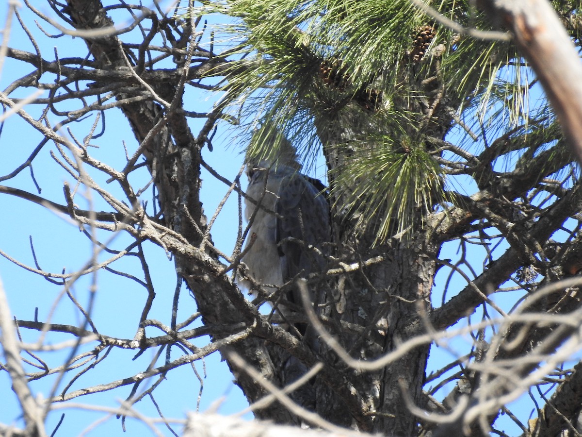 Chaco Eagle - ML640795722