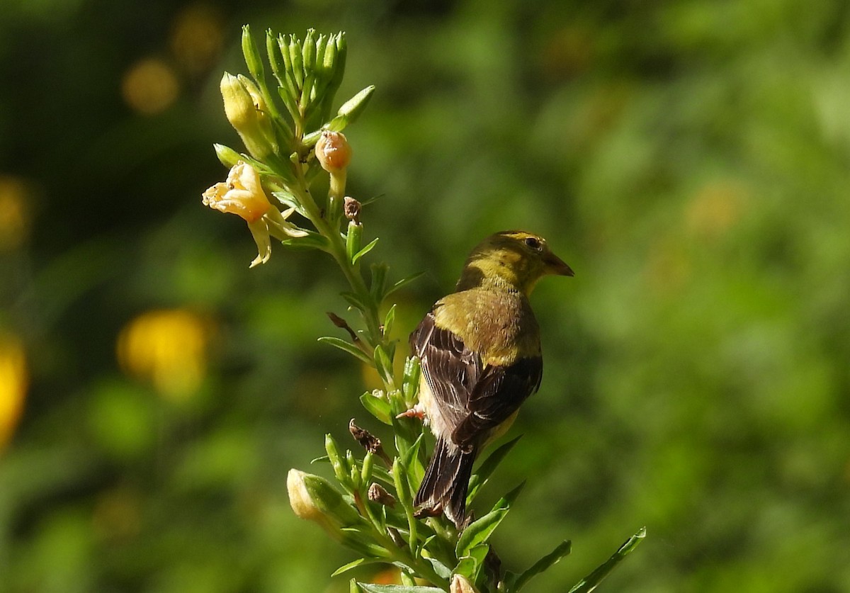 American Goldfinch - ML640795730