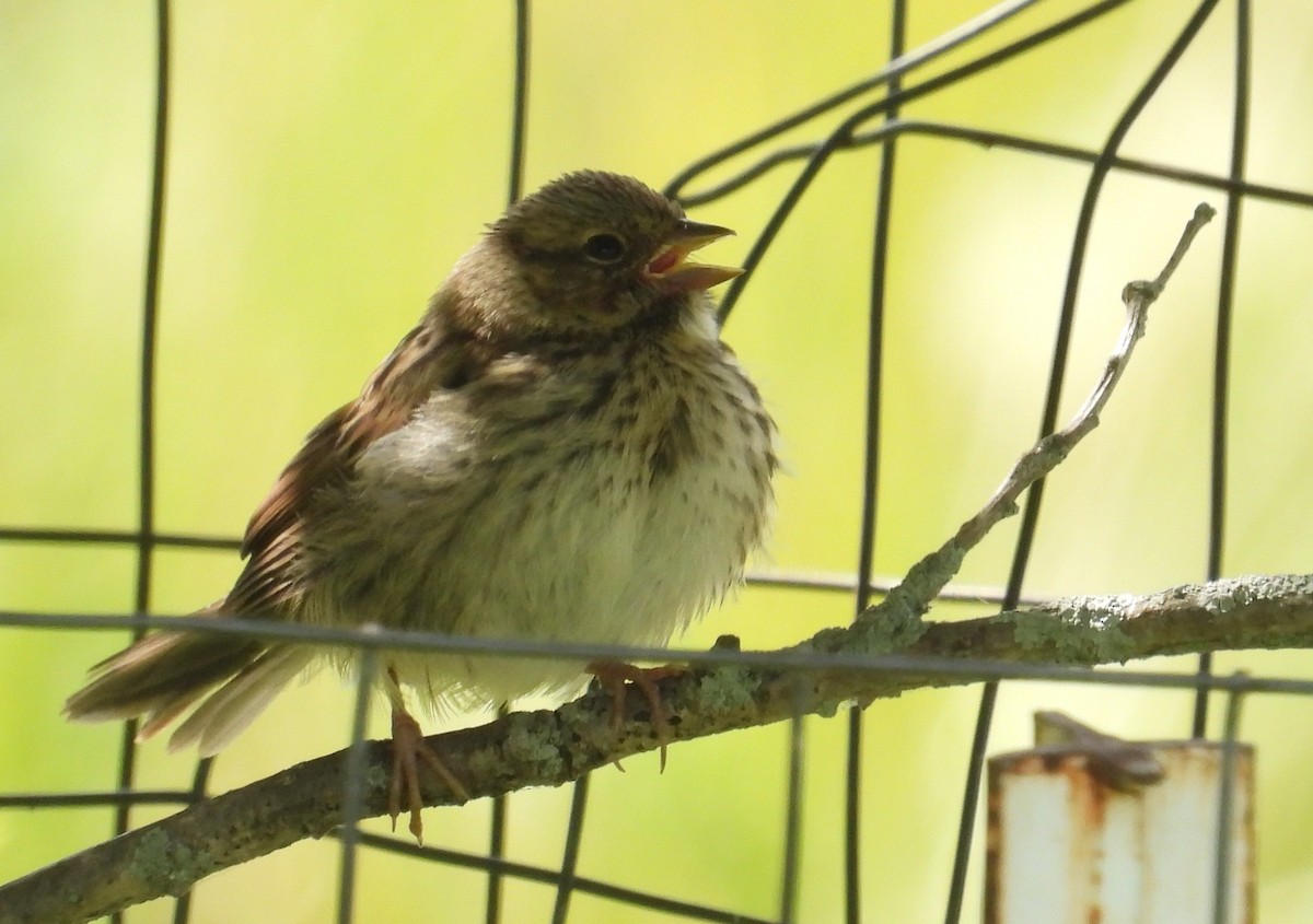 Song Sparrow - ML640795733